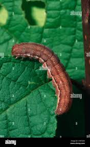 Attēlu rezultāti vaicājumam “Agrochola litura”