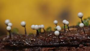 Attēlu rezultāti vaicājumam “Cribraria rufa macro”