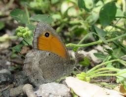 Attēlu rezultāti vaicājumam “Hyponephele lycaon male”