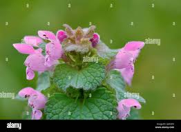 Attēlu rezultāti vaicājumam “Lamium purpureum flower”