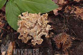 Attēlu rezultāti vaicājumam “Pseudocraterellus sinuosus”