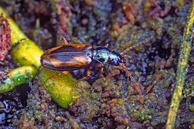 Attēlu rezultāti vaicājumam “Bembidion litorale”
