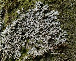 Attēlu rezultāti vaicājumam “Lobaria amplissima”