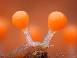 Attēlu rezultāti vaicājumam “Trichia sp.”