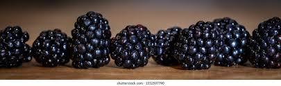 Image result for Rubus sectio