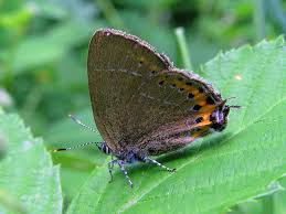 Attēlu rezultāti vaicājumam “Satyrium pruni”