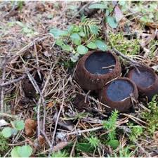 Attēlu rezultāti vaicājumam “Sarcosoma globosum”