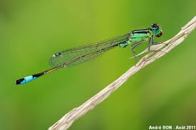 Attēlu rezultāti vaicājumam “Ischnura elegans”