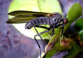 Attēlu rezultāti vaicājumam “Empididae”