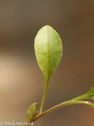 Attēlu rezultāti vaicājumam “Campanula patula fruit”