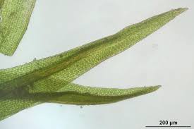 Attēlu rezultāti vaicājumam “Hymenostylium recurvirostrum macro”