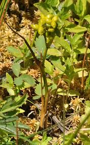 Attēlu rezultāti vaicājumam “Scheuchzeria palustris fruit”