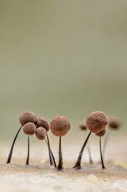 Attēlu rezultāti vaicājumam “Comatricha sp.”