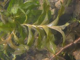 Attēlu rezultāti vaicājumam “Potamogeton praelongus”