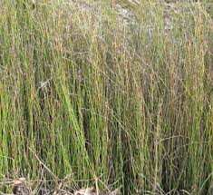 Attēlu rezultāti vaicājumam “Leporida”