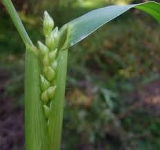 Attēlu rezultāti vaicājumam “Echinochloa crus-galli leaf”