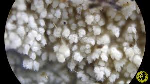 Attēlu rezultāti vaicājumam “Hyphodontia barba-jovis”