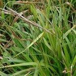 Attēlu rezultāti vaicājumam “Brachypodium sylvaticum leaf”