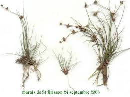 Attēlu rezultāti vaicājumam “Juncus bulbosus fruit”