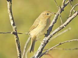Attēlu rezultāti vaicājumam “Phylloscopus trochilus”