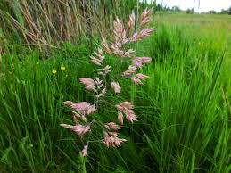 Attēlu rezultāti vaicājumam “Holcus mollis”