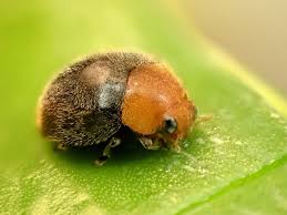 Image result for Cryptolaemus