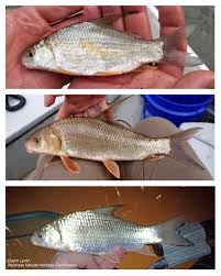 Image result for Carpiodes velifer