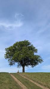 Image result for Ramblers Association - Mole Valley Group