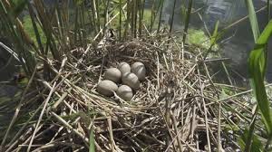 Attēlu rezultāti vaicājumam “Grus grus nest”