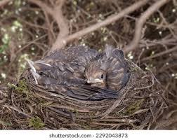 Attēlu rezultāti vaicājumam “Turdus merula nest”