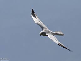 Attēlu rezultāti vaicājumam “Circus pygargus adult”