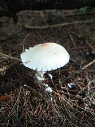 Attēlu rezultāti vaicājumam “Lepiota clypeolaria”