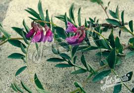 Attēlu rezultāti vaicājumam “Lathyrus japonicus subsp. maritimus flower”