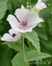Image result for Althaea officinalis