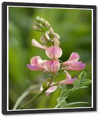 Attēlu rezultāti vaicājumam “Onobrychis arenaria flower”