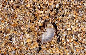 Attēlu rezultāti vaicājumam “Talitrus saltator”