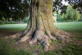Attēlu rezultāti vaicājumam “Fagus sylvatica fo. purpurea”