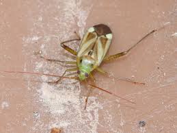 Attēlu rezultāti vaicājumam “Adelphocoris lineolatus imago”