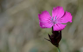 Image result for Steinnelke