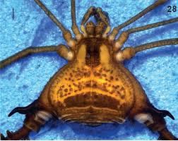 Attēlu rezultāti vaicājumam “Paramesus obtusifrons”