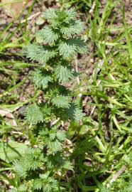 Attēlu rezultāti vaicājumam “Urtica urens”