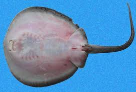 Image result for Styracura pacifica