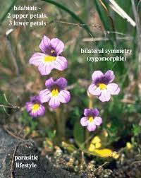 Attēlu rezultāti vaicājumam “Scrophulariaceae”