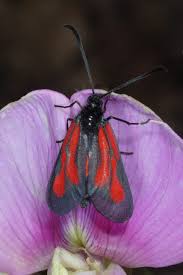 Attēlu rezultāti vaicājumam “Zygaena minos”