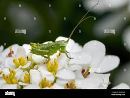 Attēlu rezultāti vaicājumam “Tettigonia viridissima”