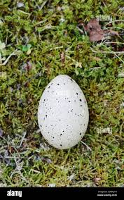 Attēlu rezultāti vaicājumam “Fulica atra eggs”