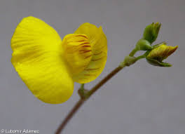 Attēlu rezultāti vaicājumam “Utricularia intermedia bud”