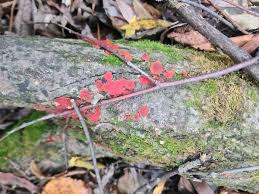 Attēlu rezultāti vaicājumam “Cytidia salicina”