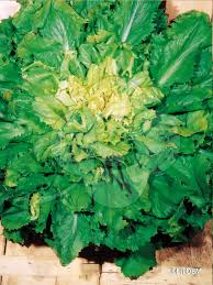 Attēlu rezultāti vaicājumam “Scardia boletella exuvia”