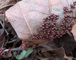 Attēlu rezultāti vaicājumam “Leocarpus fragilis stalked”